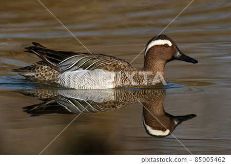 Garganey swimming in river in spring with reflection Garganey swimming in river in spring with reflection 85005462
