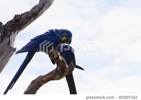 Couple of Hyacinth macaw, Brazilian wildlife 85005582