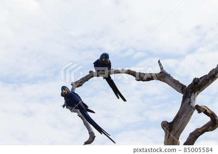 Couple of Hyacinth macaw, Brazilian wildlife 85005584