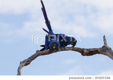 Couple of Hyacinth macaw, Brazilian wildlife 85005586