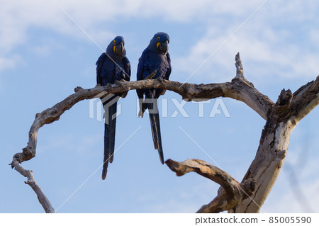 Couple of Hyacinth macaw, Brazilian wildlife 85005590