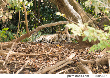 Jaguar from Pantanal, Brazil 85005613