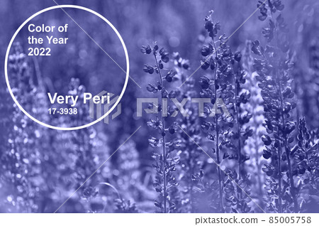 Very Peri PANTONE the color trend of 2022. Flowers painted in gradient modern color 85005758