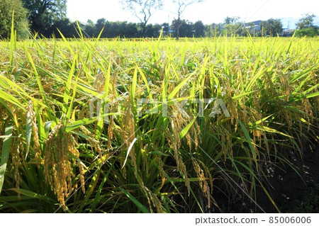 水稻種植與環境問題 農藥新菸鹼類物質 背景 85006006