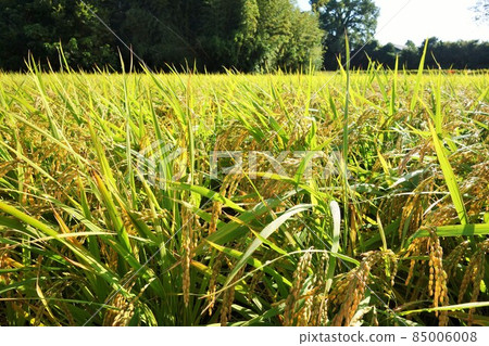 水稻種植與環境問題 農藥新菸鹼類物質 背景 85006008