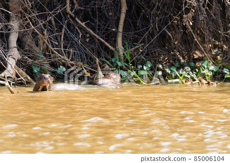 Giant otter from Pantanal, Brazil Giant otter from Pantanal, Brazil 85006104