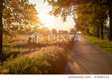 Cows on pasture in sunrise autumn light 85006132