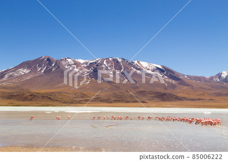Laguna Hedionda flamingos, Bolivia Laguna Hedionda flamingos, Bolivia 85006222