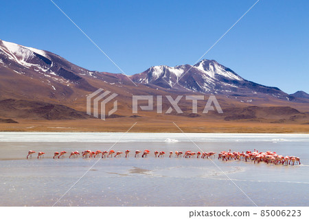 Laguna Hedionda flamingos, Bolivia 85006223