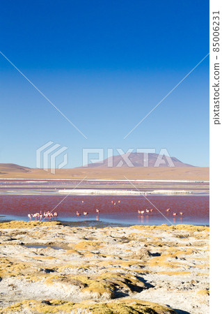 Laguna Colorada flamingos, Bolivia Laguna Colorada flamingos, Bolivia 85006231