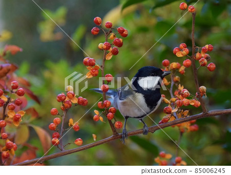 Great tit playing in the garden 85006245