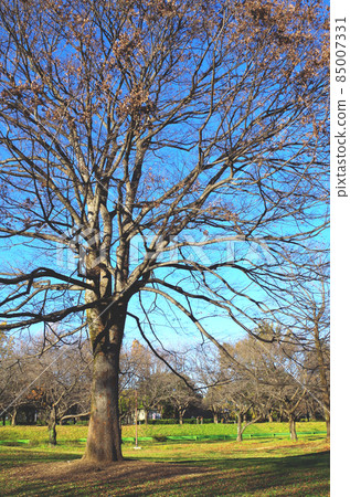 Big symbol tree in winter park Big symbol tree in winter park 85007331