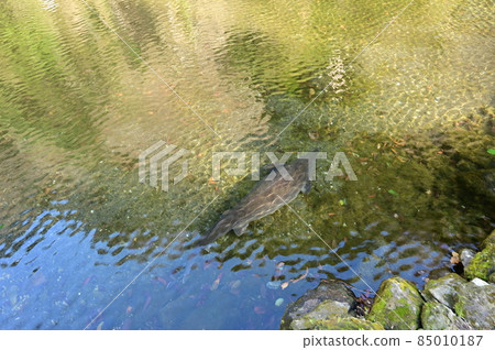 鱘魚在高千穗峽步道盡頭的休息處的池塘里游泳 85010187