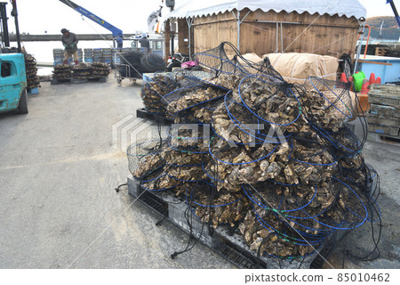 Oyster farming Murotsu fishing port: Grow washed oysters again in the sea Oyster farming Murotsu fishing port: Grow washed oysters again in the sea 85010462