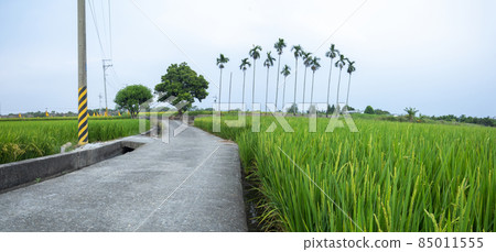 鄉村,產業道路,稻田,村、工業道路、田んぼ、Villages, industrial roads, 鄉村,產業道路,稻田,村、工業道路、田んぼ、Villages, industrial roads, 85011555