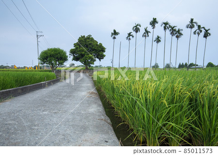 鄉村，產業道路，稻田，村、工業道路、田んぼ、Villages, industrial roads, 85011573