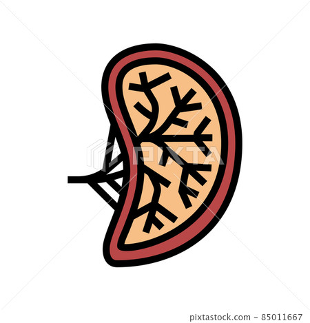spleen human organ color icon vector illustration 85011667