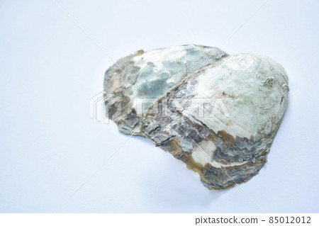 oyster shell marine life arranging on white background oyster shell marine life arranging on white background 85012012