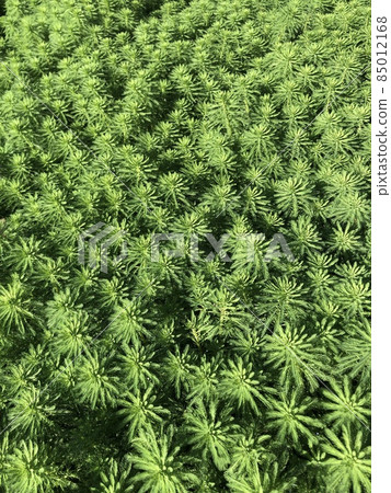 Hippuris vulgaris * ~ * Hippuris vulgaris * ~ Hippuris vulgaris * ~ * Hippuris vulgaris * ~ 85012168