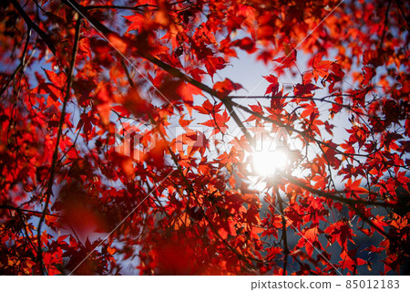 Red maple blooming in autumn Red maple blooming in autumn 85012183
