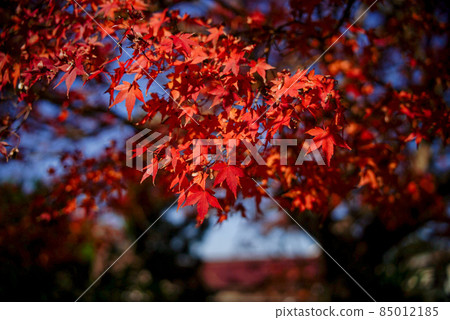 Red maple blooming in autumn Red maple blooming in autumn 85012185