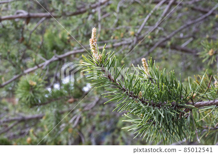young pine buds, heatlhy drug in alternative medicine 85012541