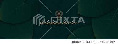 Elegant tropical green caladium leaf horizontal banner on dark background. Vintage style nature texture design with space for your text. Modern tropical leaves elements. Vector illustration 85012566