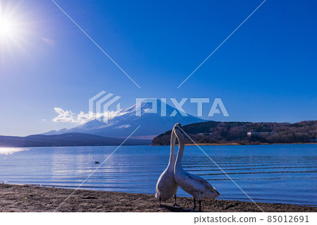 (Yamanashi Prefecture) Lake Yamanaka, swan on the shore and Mt. Fuji 85012691