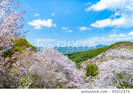 Cherry blossoms in Yoshinoyama, Nara Prefecture-Nakasenbon- 85012878