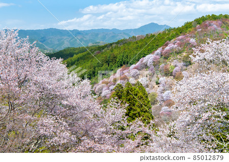 Cherry blossoms in Yoshinoyama, Nara Prefecture-Nakasenbon- 85012879
