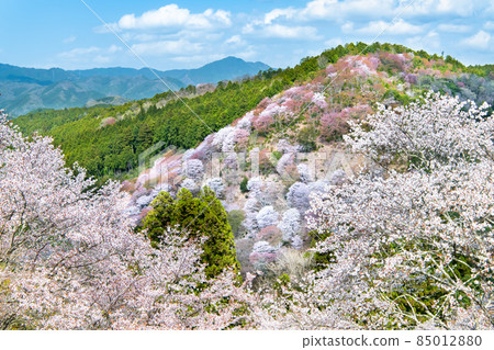 Cherry blossoms in Yoshinoyama, Nara Prefecture-Nakasenbon- 85012880