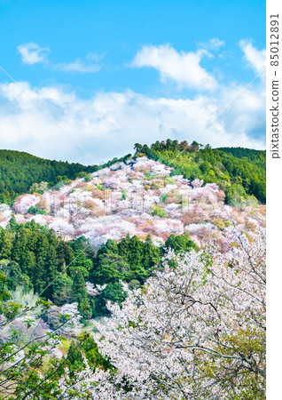 Cherry blossoms in Yoshinoyama, Nara Prefecture-Nakasenbon- Cherry blossoms in Yoshinoyama, Nara Prefecture-Nakasenbon- 85012891