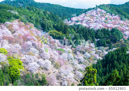 Cherry blossoms in Yoshinoyama, Nara Prefecture-Nakasenbon, Nyoirinji Temple- 85012901