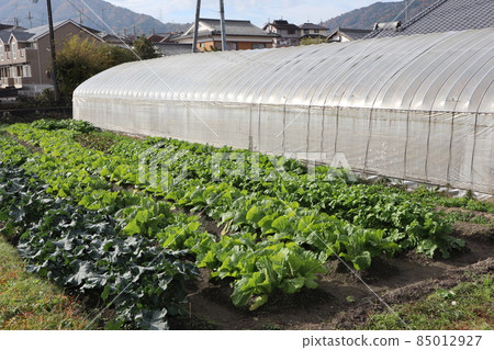 住宅區的溫室,西蘭花、大白菜和蘿蔔等冬季作物的田地,山水藍天白雲 住宅區的溫室,西蘭花、大白菜和蘿蔔等冬季作物的田地,山水藍天白雲 85012927
