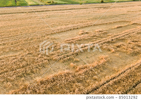 Aerial view of ripe farm field ready for harvesting with fallen down broken by wind wheat heads. Damaged crops and agriculture failure concept. Aerial view of ripe farm field ready for harvesting with fallen down broken by wind wheat heads. Damaged crops and agriculture failure concept. 85013292