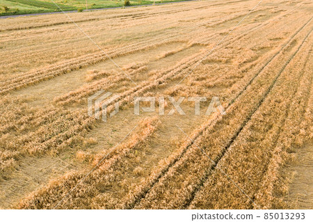 Aerial view of ripe farm field ready for harvesting with fallen down broken by wind wheat heads. Damaged crops and agriculture failure concept. 85013293