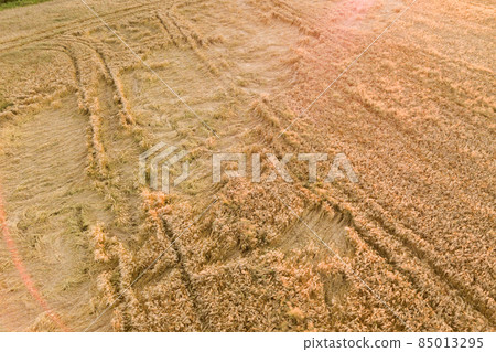 Aerial view of ripe farm field ready for harvesting with fallen down broken by wind wheat heads. Damaged crops and agriculture failure concept. Aerial view of ripe farm field ready for harvesting with fallen down broken by wind wheat heads. Damaged crops and agriculture failure concept. 85013295
