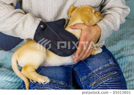 Man with a pet grooming glove brushing a fur of labrador retriever puppy 85013601