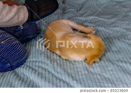 Man with a pet grooming glove brushing a fur of labrador retriever puppy 85013604