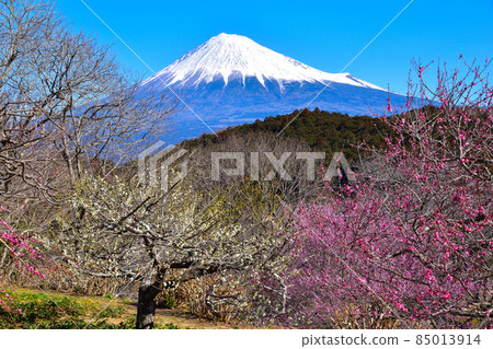 Mt. Fuji plum grove 85013914