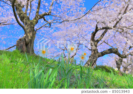 Cherry blossom trees and daffodil flowers 85013943