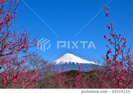 Mt. Fuji plum grove 85014110