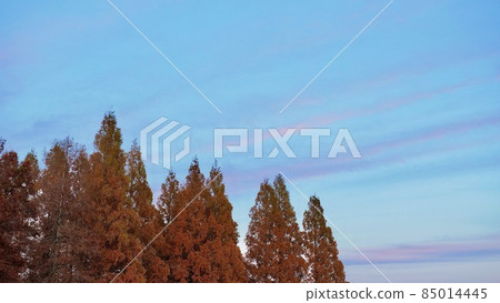 水杉秋葉和夜空 85014445