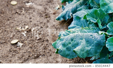 Radish in the field where the morning dew is on the leaves 85014447