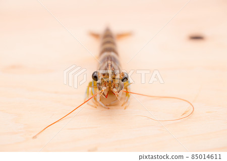 Live prawns, fresh seafood 85014611