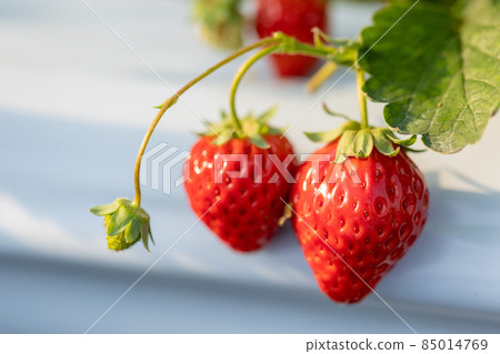 Strawberry red cheeks in the strawberry picking garden 85014769