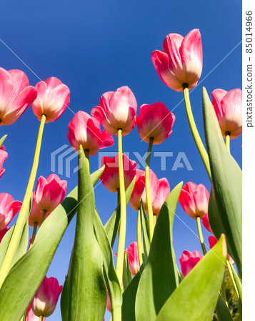 Tulips blooming in winter Tulips blooming in winter 85014966
