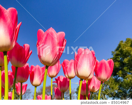 Tulips blooming in winter Tulips blooming in winter 85014967