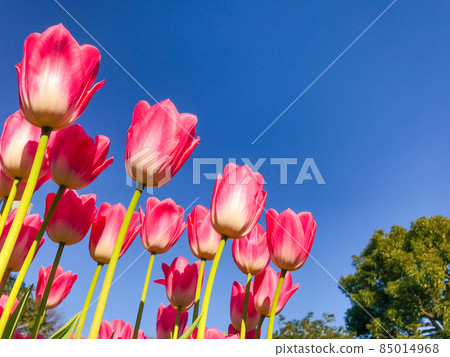 Tulips blooming in winter Tulips blooming in winter 85014968