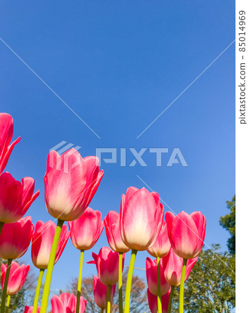 Tulips blooming in winter Tulips blooming in winter 85014969